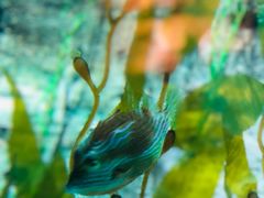 -珠海横琴长隆《卡卡虎奇遇记》