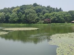 -日出青木