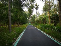 -合肥滨湖国家森林公园