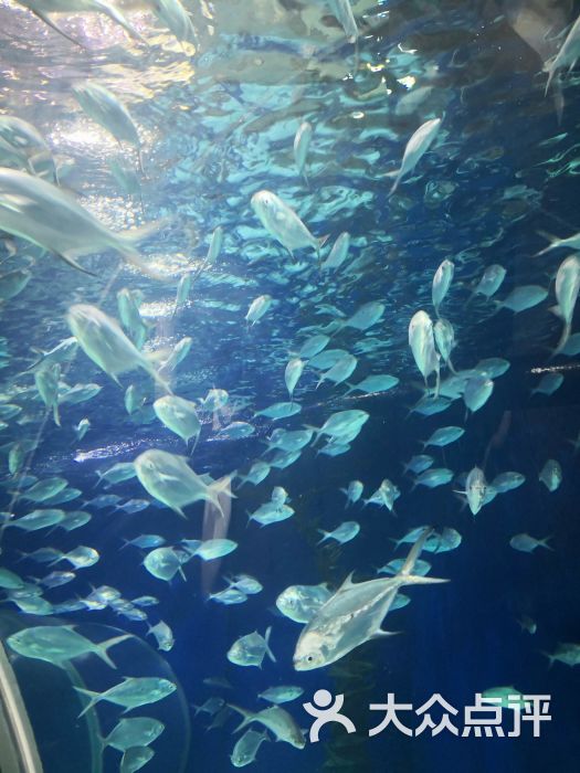 上海海洋水族館圖片 - 第9張