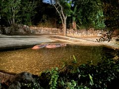 -清迈夜间动物园