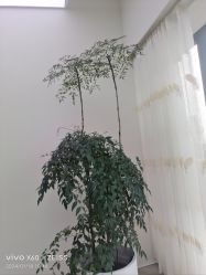 -HEYAN荷妍专业脱毛连锁机构