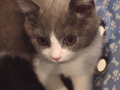 精选黑猪五花肉-嘿嘟嘟·肋条烧肉放题(爱融荟城店)
