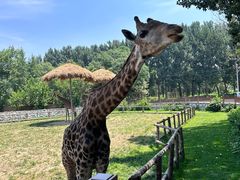 -北京野生动物园