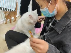 -喵宠乐园·撸猫互动·猫舍