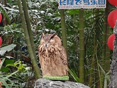 -广州长隆飞鸟乐园