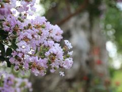 -鹅湖玫瑰文化园