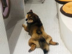 -柴务处·柴犬主题狗咖