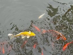 -翠花上酸菜