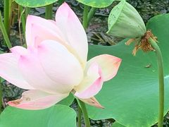 -莲花池公园