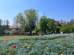 -上海滨江森林公园