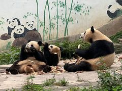 -中国大熊猫保护研究中心雅安碧峰峡基地