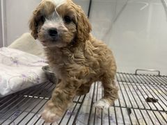 -翊宠yipet猫狗购宠庄园犬舍•猫舍