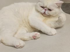 -More Fun猫咖 二十只万元加菲主题