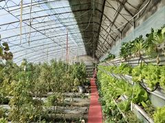 -大自然农场蔬菜草莓采摘园