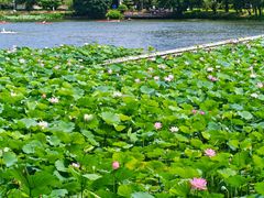 -荔湾湖公园