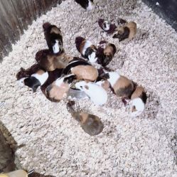 -酷嗒动物文化乐园(cutezoo西溪乐天城店)