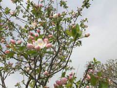 -天王浮山樱花园