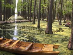 -渌洋湖湿地公园