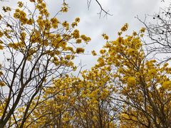 -天适樱花悠乐园