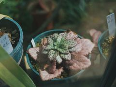 -国家植物园南园