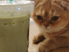 -楼上猫咖(罗湖店)