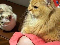 -MOCHA明星猫咖(田子坊店)