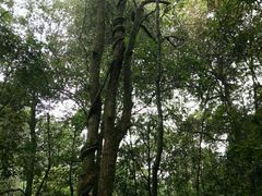 -九龙江国家森林公园