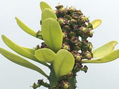 -华南国家植物园-售票处