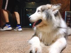 -more than meow吴止猫主题餐厅(承德 中船汇店)