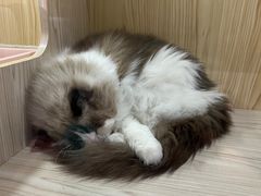-屋虎猫馆(宝安大仟里店)