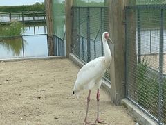 -盐城丹顶鹤湿地生态旅游区