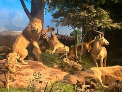 -国家自然博物馆