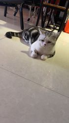 -众刺纹画·纹身·穿孔饰品·海娜定制