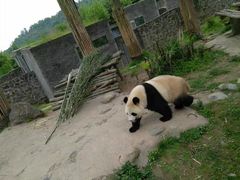 -都江堰中华大熊猫苑