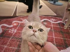 -大型宠物商超·宠海王国·宠物猫狗活体·用品·美容(新世界百货重庆店)