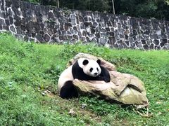 -都江堰中华大熊猫苑