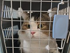 -伟伟宠物医院·CT影像中心·瑞派犬猫综合性门诊(汉口总院)