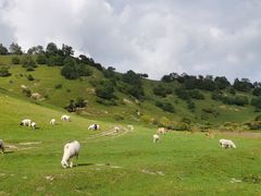 -关山牧场王师烤全羊