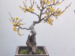 -无锡梅园公园