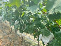 -马陆小张葡萄园农家乐