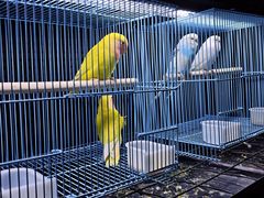 -三圣花乡旅游区