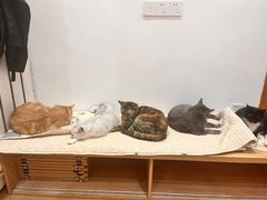 -是阿柴呀！柴犬咖啡·爱喵喵猫咖