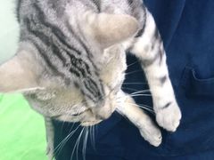 -瑞派动物医院·猫专科·至诚(江南中分院)