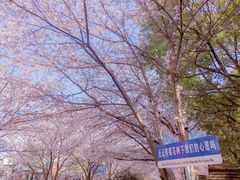 -高东镇樱花园