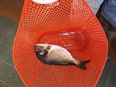 金雕鱼-寻味顺德·南记酒家·传统顺德菜·鱼生(广源路店)