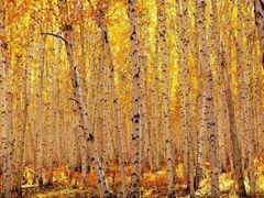 -乌兰布统景区-白桦林