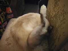 -猫色咖啡·猫咖