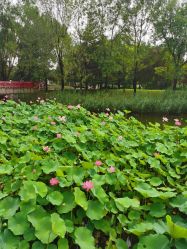 -大望京儿童游乐场