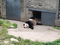 -都江堰中华大熊猫苑